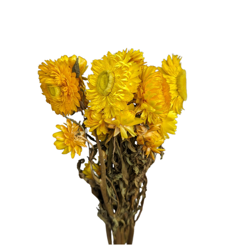 Buy Dried Strawflower, 50cm, Yellow wholesale | All InSeason Australia's leading dried flower wholesaler. Same day packout, 350 5-star reviews.