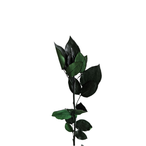 A single florist preserved rose 40cm stem without bloom, but with pin