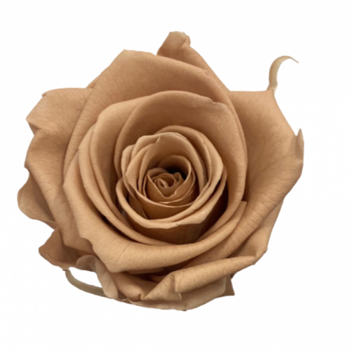 A close up image of a Preserved KIARA Super Rose Nude Flower