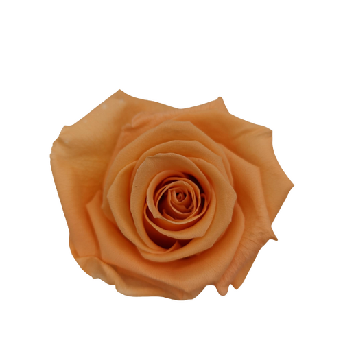 A close up image of a Preserved KIARA Super Rose Papaya Flower