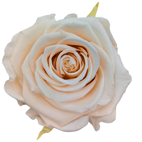 A close up image of a Preserved KIARA Super Rose Pink Blush Flower