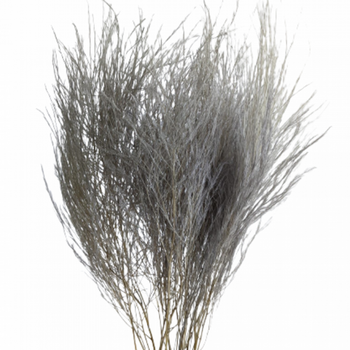 Buy Dried Flower Wholesale Preserved Tiki Fern, 60cm+, 10 stems, Silver Gray - by All In Season