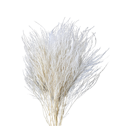 Buy Dried Flower Wholesale Tiki Fern Creamy White - by All In Season