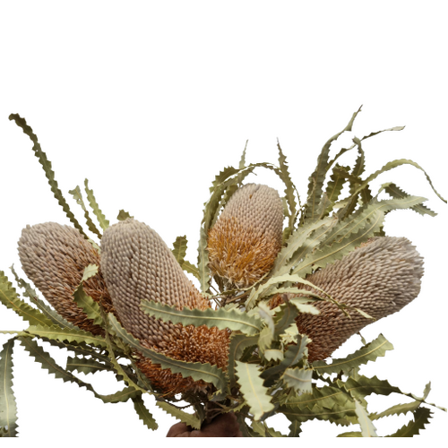 Buy Australian Dried Banksia Prinote by All In Season Australia | Dried Flower Wholesale