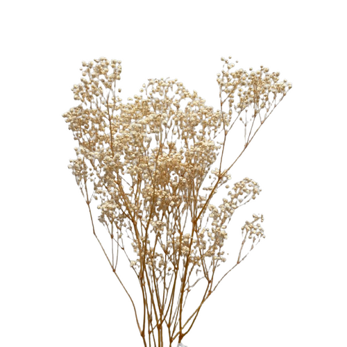 A floral bunch of Preserved Baby Breath Ivory Flowers | Also known as Gypsophila Xlence