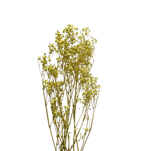 A floral bunch of Preserved Baby Breath Lime Green Flowers | Also known as Gypsophila Xlence