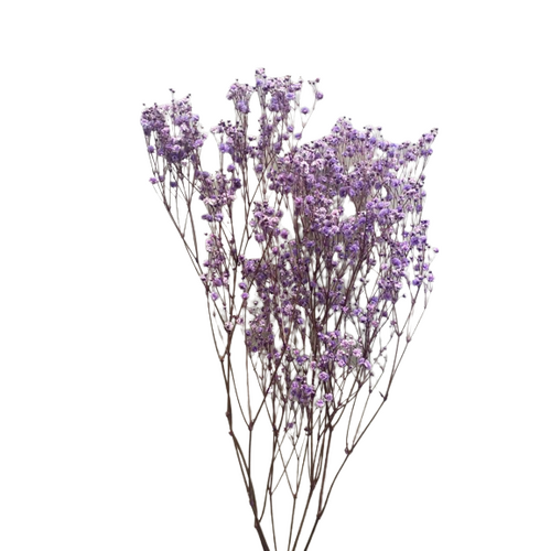 Buy Xlence Gypsophila Lilac wholesale at All InSeason. Same day pack-out on weekdays, Australia wide delivery, hundreds of 5 star reviews