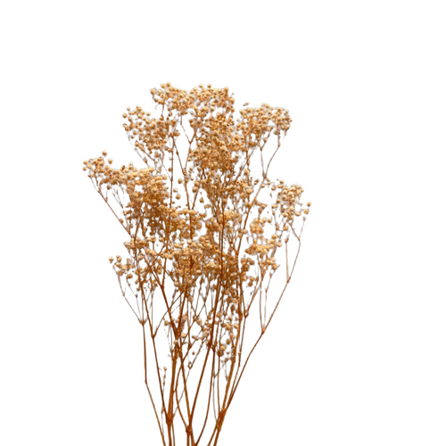 A floral bunch of Preserved Baby Breath Peach Flowers | Also known as Gypsophila Xlence