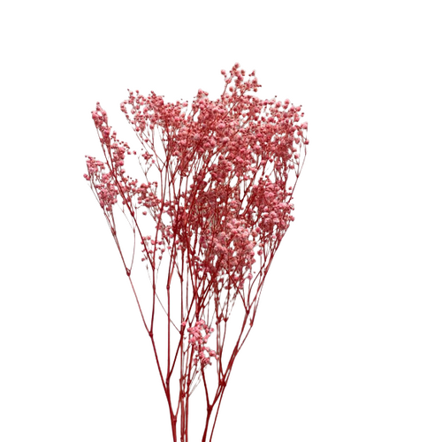 A floral bunch of Preserved Baby Breath Pink Flowers | Also known as Gypsophila Xlence