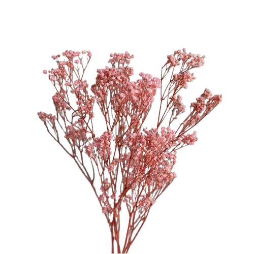 A floral bunch of Preserved Baby Breath Pale Pink Flowers | Also known as Gypsophila Xlence