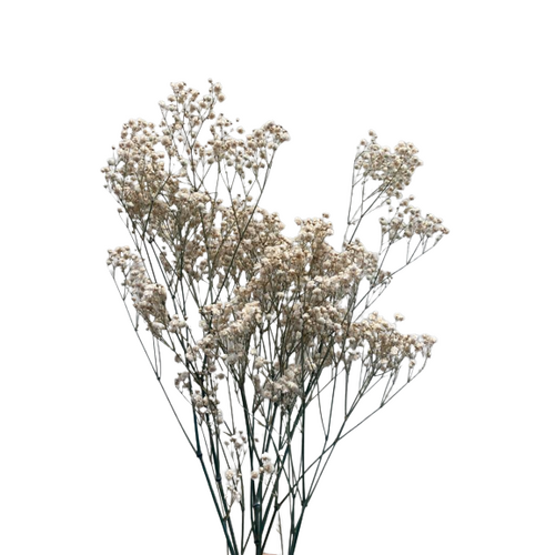A floral bunch of Preserved Baby Breath White Flowers | Also known as Gypsophila Xlence