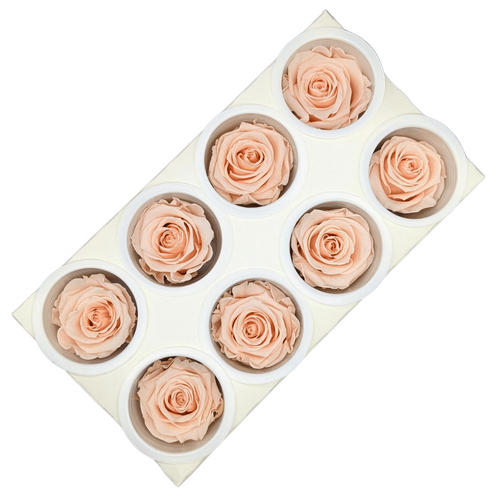 Buy KIARA Super porcelain pink - 8 blooms wholesale at All InSeason. Same day pack-out on weekdays, Australia wide delivery, hundreds of 5 star reviews