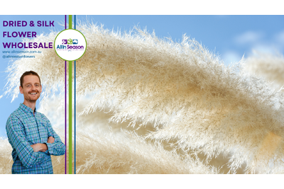 Pampas Grass Australia, everything you need to know.