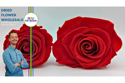 How To Reflex a Preserved Rose