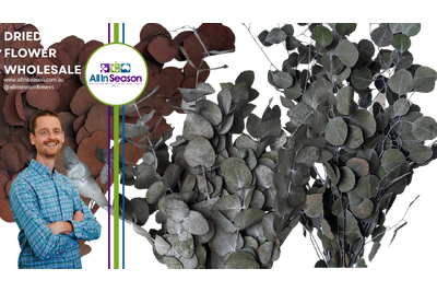 Preserved Eucalyptus in Focus: Aromatic Bliss and Australian Identity