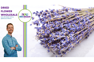 Fragrant Fascination: Your Comprehensive Guide to Australian Dried Lavender