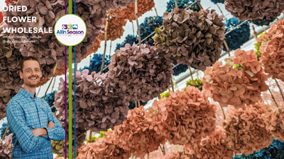 How to choose the best preserved Hydrangeas.