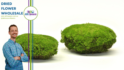 Comparing Preserved Moss; textures, appearance and key features.